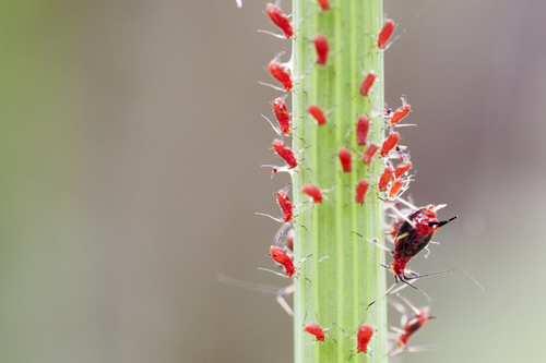 Oriental Lettuce Aphid