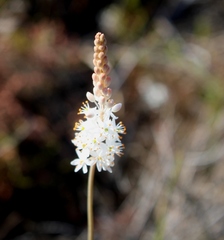 Bulbinella trinervis