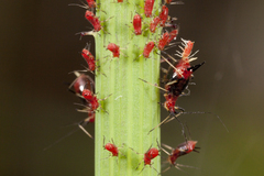 Uroleucon formosanum