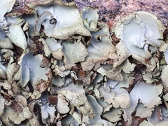 Umbilicaria hirsuta