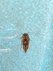 Psocetae