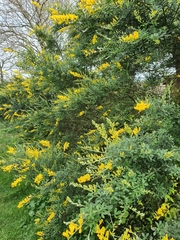 Genista tinctoria