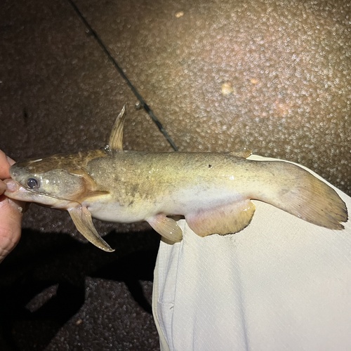 Driftwood catfish (Trachelyopterus galeatus) — Auchenipteridae — 2