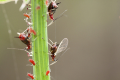 Uroleucon formosanum