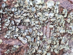 Umbilicaria hirsuta
