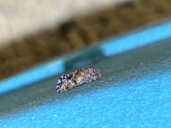 Psocetae