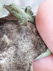 Umbilicaria hirsuta