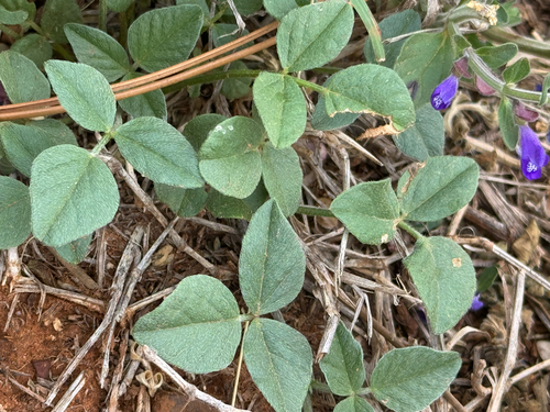roundleaf scurfpea (Pediomelum rhombifolium)