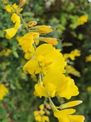 Genista tinctoria