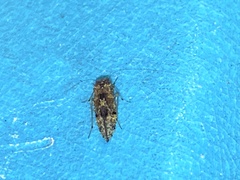 Psocetae