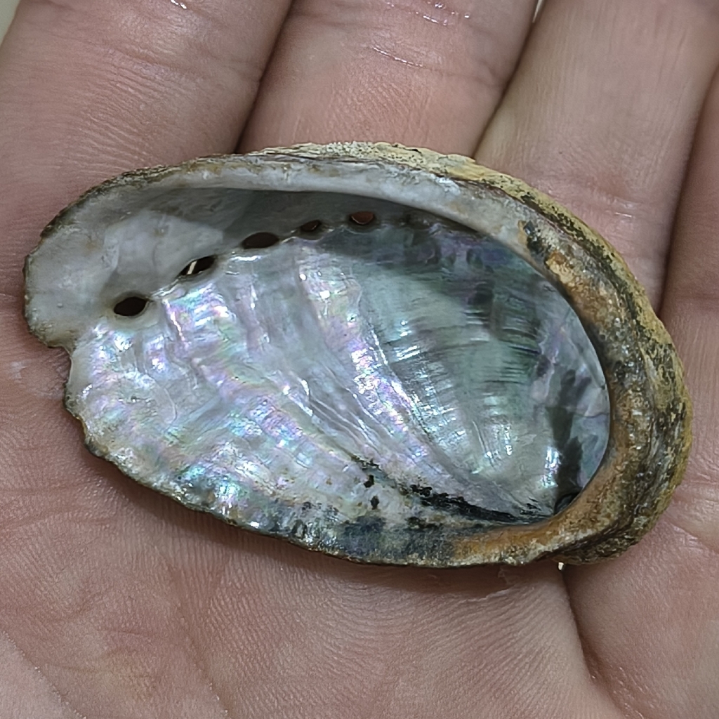 Haliotis tuberculata tuberculata