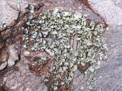 Umbilicaria hirsuta
