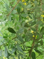 Genista tinctoria