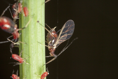Uroleucon formosanum
