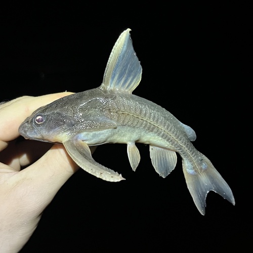 Chocolate catfish (Platydoras costatus) — Doradidae
