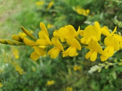 Genista tinctoria