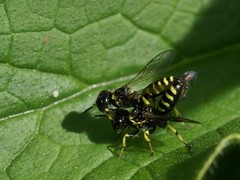 Ectemnius lapidarius