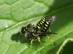Ectemnius lapidarius