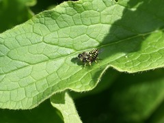 Ectemnius lapidarius