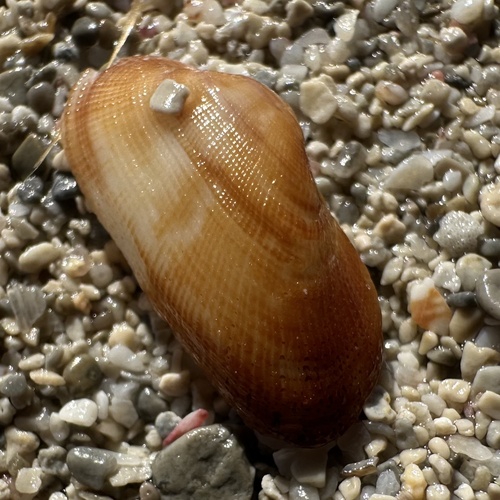 Barbatia barbata