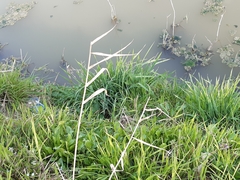 Phragmites australis