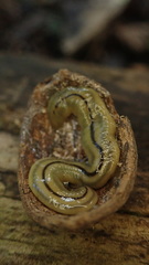 Bipalium pennsylvanicum