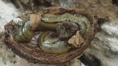 Bipalium pennsylvanicum