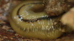 Bipalium pennsylvanicum