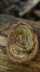 Bipalium pennsylvanicum