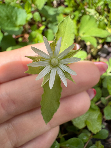 Stellaria corei, photograph 5