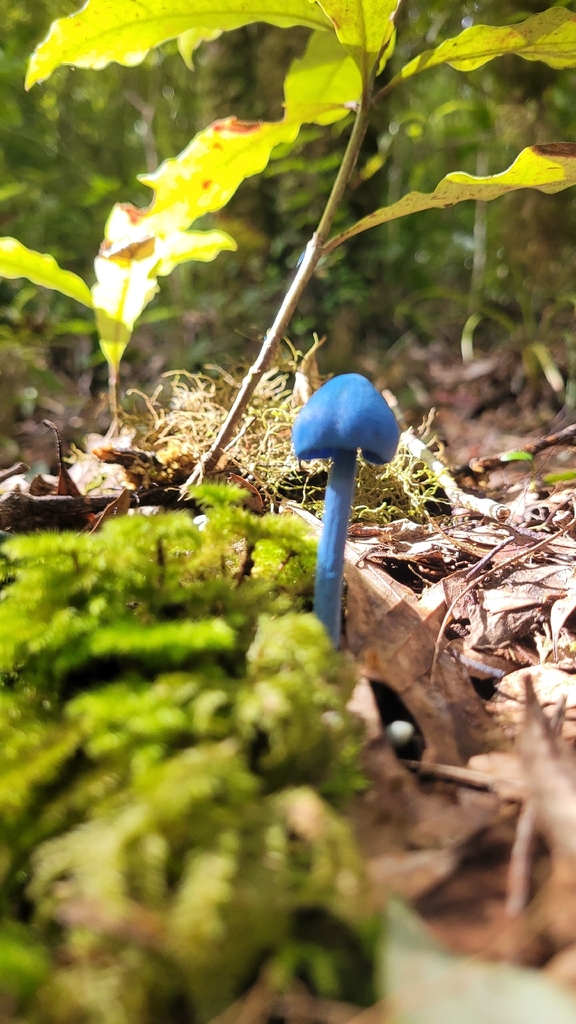 Entoloma hochstetteri · April 2026 · photo: © s83482 (iNaturalist, cc-by)