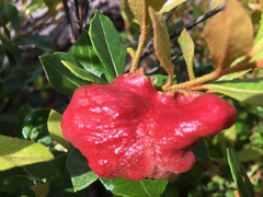 Exobasidium ferrugineae