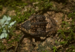 Tepperia major
