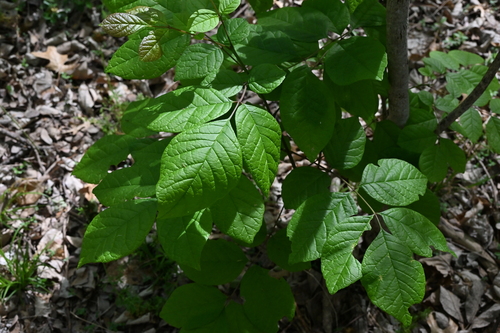 Texas ash (Fraxinus albicans)