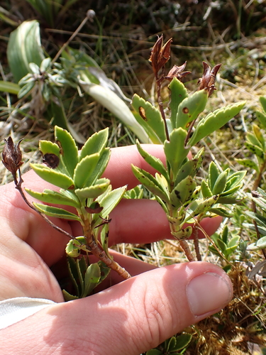 Veronica macrantha, photograph 5