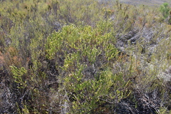 Phylica imberbis