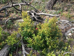 Exobasidium ferrugineae