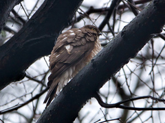 Accipiter nisus