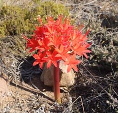 Brunsvigia marginata