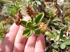 Veronica macrantha, photograph (c) Benjamin Lavin, some rights reserved (CC BY)