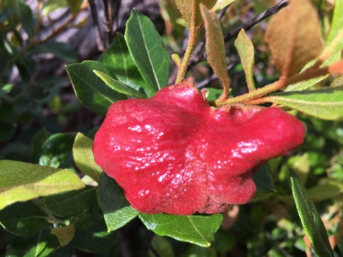 Exobasidium ferrugineae