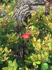 Exobasidium ferrugineae