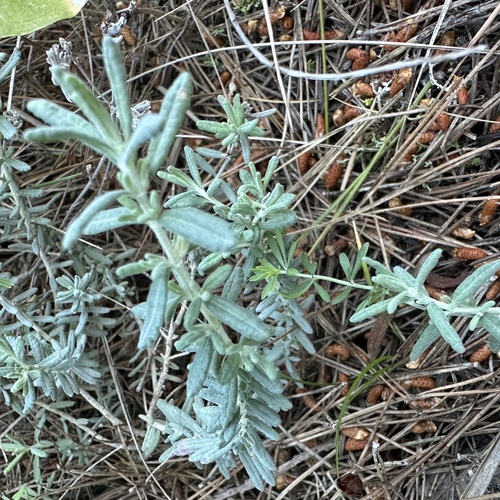 Felty Germander (Teucrium capitatum)