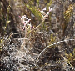 Pelargonium ternifolium