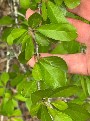 possumhaw (Ilex decidua)