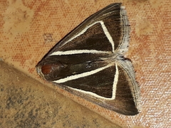 Chalciope delta