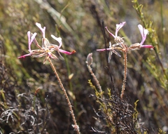 Pelargonium ternifolium