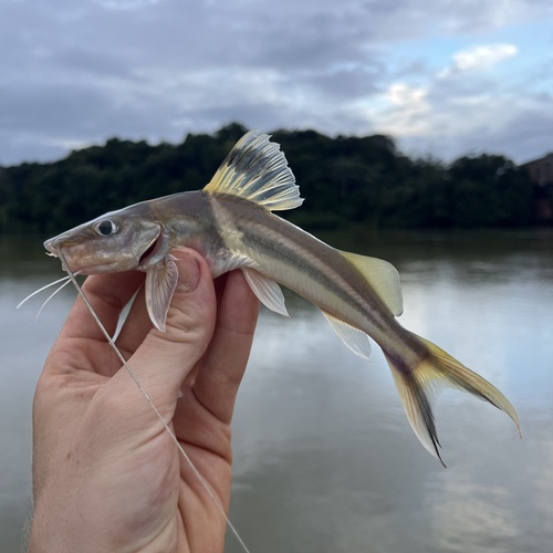 Pictus cat (Pimelodus ornatus) — Pimelodidae — 2