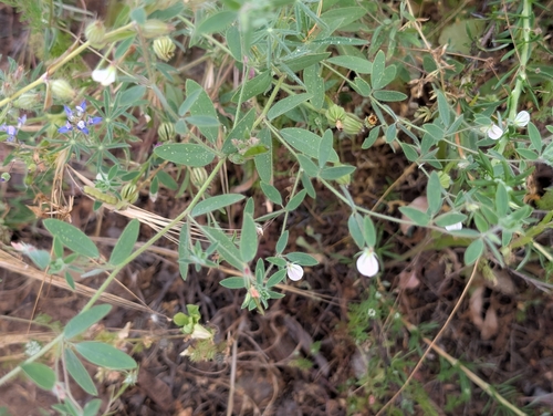Spanish clover (Acmispon americanus)