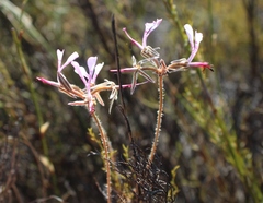 Pelargonium ternifolium